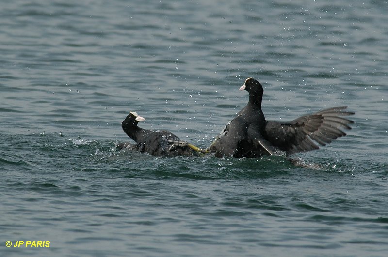Fulica atra